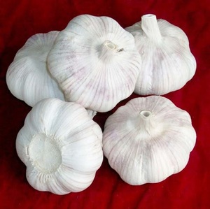 กระเทียมสดจำนวนมากที่มีคุณภาพและมูลค่าที่เหนือกว่า - Product Image 6