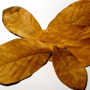 Feuilles de jacquier séchées - Product Image 6