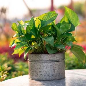 Personalización de metal galvanizado moderno y decorativo con maceta con soporte para decoración de hogar y jardín - Product Image 6