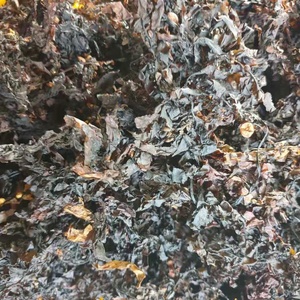 Bon choix d'algues sargasses séchées de haute qualité algues naturelles sèches à prix compétitif - Product Image 2