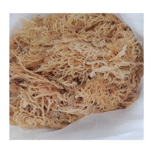Nueva temporada Crop Natural Dry Eucheuma Cottonii, Irish Seamoss con varios tipos de humedad listo para exportar, Hot Sales Irish Seamoss - Product Image 1