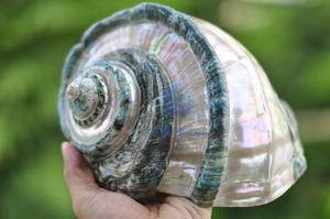 Coquille en spirale naturelle authentique parfaite pour la conception de vie côtière - Product Image 3