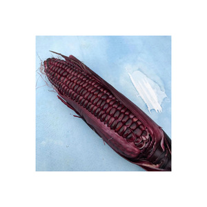 Granos de maíz rojo enteros para fabricantes y revendedores de alimentos - Product Image 4