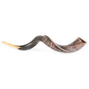 Shofar en corne de bœuf poli, fait à la main en Inde, vente en gros - Product Image 2