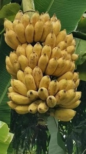 Tranches de bananes congelées séchées du meilleur fournisseur Fournisseur de bananes entières cuites en vrac - Product Image 6