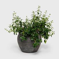 Panier rond en bois noir pour plantes, 1 pied, 1 kg, décoration intérieure, design vintage, Diwali, baptême, remise de diplôme, Bar Mitzvah