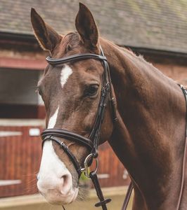 Bride découpée Bride cavesson surélevée Hot Multi Color Bride de cheval en cuir véritable Taille complète - Product Image 6