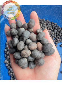 PURE VIETNAM BLACK LOTUS SEEDS GRAINES ENTIÈRES DE HAUTE QUALITÉ ADAPTÉES À LA CUISSON DES SOUPES ET DES COLLATIONS - Product Image 5