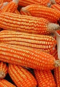 Harina de maíz seco de alta proteína para consumo humano Maíz seco agrietado al por mayor de Canadá Distribuidor de maíz seco - Product Image 5