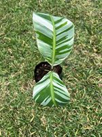 Plantas de Arbustos Variedades Banana, Ecológicas, Ligeras, Resistentes al Agua, con Hojas de Tacto Natural Realista, Retardantes de Fuego, de Alta Calidad