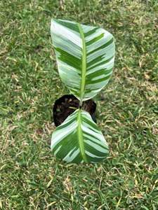 ต้นไม้พุ่มกล้วยหลากสี ทนน้ำ เป็นมิตรกับสิ่งแวดล้อม ใบสัมผัสธรรมชาติ ความสูง 50 ซม. - Product Image 3