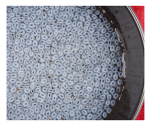 เมล็ดโหระพาสีดำใยสูง - Product Image 4