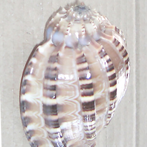 Harpa Articularis Nacre Bijoux Foncé Sculpté SEASHELL Brut Poli Technique Big Shell Motif 5-7cm Style Souvenir - Product Image 3