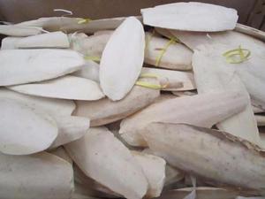 กระดูกปลาหมึกส่งออกคุณภาพสูงจากเวียดนามอย่างยั่งยืน - Product Image 6