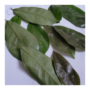 Graviola Soursop ชาใบหลวม, ชาสมุนไพรแห้งทั้งชาแห้ง - Product Image 6