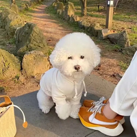 L'animal porte des chiens hoodi meilleure vente hoodi