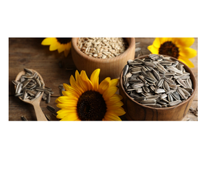 Purchase <b>Sunflower</b> Seed in Bulk at Low Prices Great for Snack Manufacturers Retailers and Agricultural Supply Buyers - Product Image 1