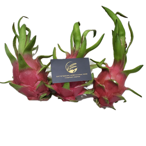 Fruta del Dragón Blanca Fresca, Buen Sabor, Cantidad a Granel, Procedente del Sur del Mekong, Vietnam, para Exportación Global, Sra. Eira Nguyen - Product Image 1