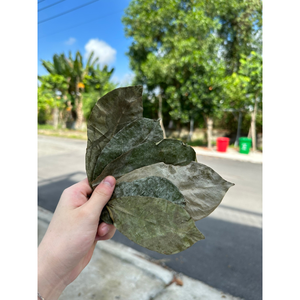 ผงทุเรียนเทศใบแห้งจากเวียดนาม - Product Image 1