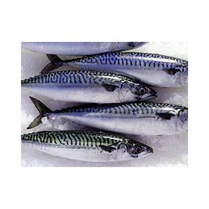 Frozen Pacific Mackerel bulk wholesale stock export quality seafood for distributors - Product Image 6