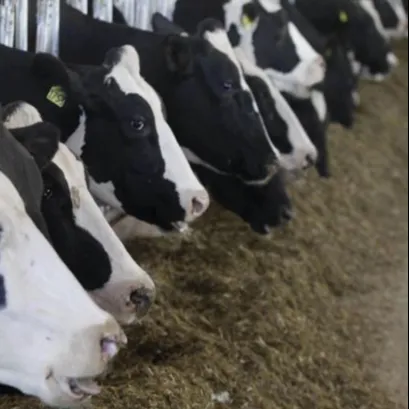 Futter Rinder Hochwertiger Kuh futter zusatz zur Erhöhung der Milch/Herstellung von Rindern von guter Qualität Kuhmilch futter zum Verkauf