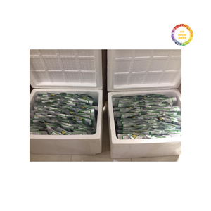 Raisins de mer frais de haute qualité du Vietnam algues vertes nutritives de caviar pour les marchés et les restaurants soucieux de leur santé - Product Image 2