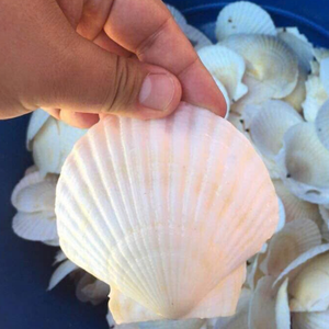 Mélange sur mesure de haute qualité coquillages décoratifs coquillages de décoration naturelle - Product Image 3