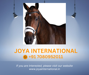 Rênes de bride de bride en cuir de cheval de style occidental perlé sans morsure - Product Image 2