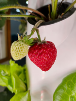Système hydroponique vertical de 5 à 9 couches pour fraises | LED Grow Light Tower Garden pour usage domestique et commercial