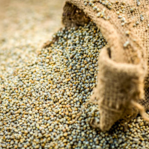 Millet perlé jaune sans OGM Superfood Grains biologiques de qualité supérieure Sans gluten Riche en nutriments à haute teneur en protéines Nouvelle culture Faible humidité - Product Image 5