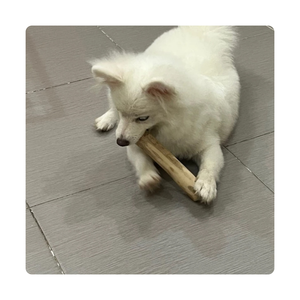 Jouet à mâcher pour chien en bois | Matériau écologique bon pour les dents et la formation | Prix de gros - Product Image 3