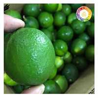 Lime verte sans pépins fraîche et naturelle du Vietnam, peau fine, saveur forte, longue durée de conservation pour l'exportation et les services alimentaires