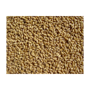 Farine de blé entier de qualité pour l'exportation farine de blé 50kg/farine de blé blanc en vrac biologique forte prix tonne - Product Image 5