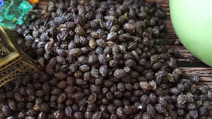 Graine de papaye de qualité supérieure pour les épices et l'utilisation industrielle - Product Image 5