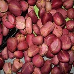 Raw and Dried Healthy Garcinia Kola <b>Nut</b> Available at Farm Price - Product Image 6