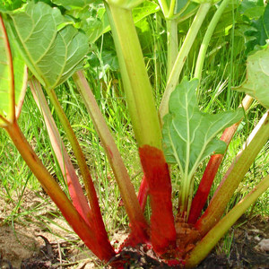 Graines de rhubarbe Victoria : L'alliée fruitière et saine pour votre potager, résistante au froid et délicieuse - Product Image 6