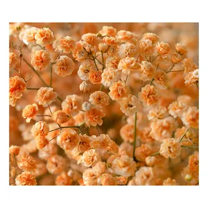 Choix populaire pour les fleurs fraîches polyvalentes et charmantes gypsophile teinté pour toute occasion ou événement