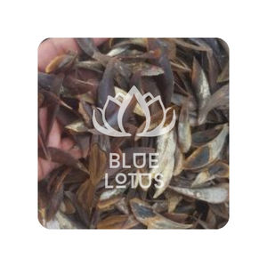 Murex de origen limpio de calidad PREMIUM para tienda minorista Merchandising visual y tarjetas únicas hechas a mano Oferta de entrega inmediata - Product Image 1