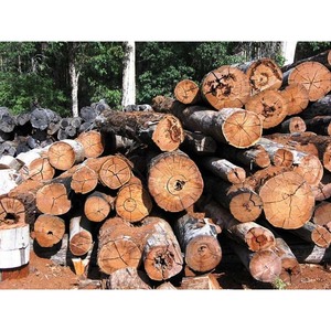 Madera de la Mejor Calidad, Suministro al por Mayor de Madera de Roble, Madera de Fresno, Tablas de Madera Maciza, Madera de Pino - Product Image 6