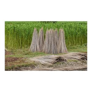 วัสดุปอกระเจาอินทรีย์ ผ้าปอกระเจาธรรมชาติ - Product Image 4