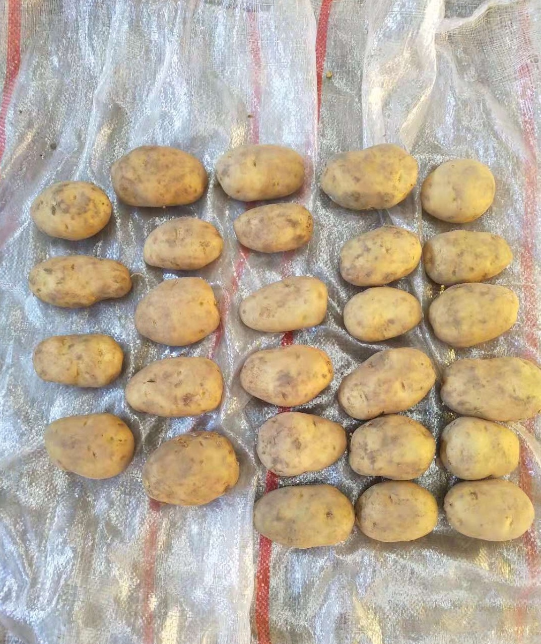 Новый Урожай свежего картофеля высшего качества высокое питание Сертифицированный белый и красный картофель оптовый поставщик