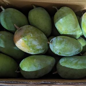 Mango Orgánico Puro y Natural de Grado AA 100% a Granel - Product Image 3