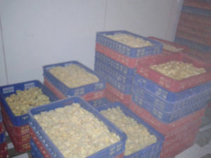 Jackfruit congelado a mano, dulce maduro, sin semillas, directamente de granjas de Vietnam - Product Image 4