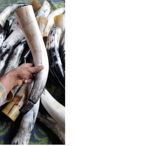 Bocina sopladora de búfalo de color blanco natural, ideal para tiendas vikingas, adecuado para reventa, también disponible con grabado - Product Image 1