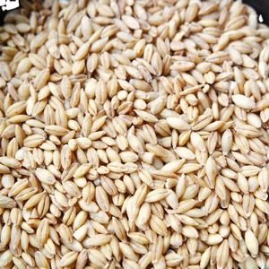 Grain d'orge de haute qualité pour l'alimentation animale disponible à la vente - Product Image 6