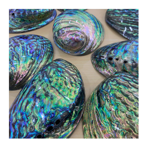 Brightly Polished <b>Abalone</b> <b>Shell</b> from Vietnam, Natural Ocean Beauty Ideal for Global Export and Trading Market - Product Image 1