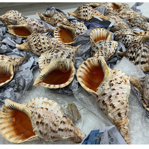 Coquillages marins décoratifs du Vietnam pour les complexes hôteliers élégants, l'approvisionnement en aquarium, les boîtes à souvenirs et les accents côtiers pour la maison - Product Image 4