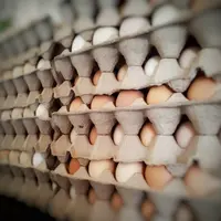 Principais expositor de ovos de galinha branca e marrom saudável/ovos de codornas frescas