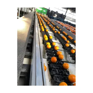 优质批发数量供应天然甜美味新鲜柑橘类水果脐橙/巴伦西亚橙最优惠价格