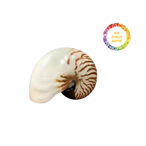 Premium Nautilus Luxury Sea Shells Tamaño grande Pulido Natural Abalone Tamaño grande para uso doméstico y artesanal - Product Image 5